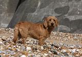 BASSET FAUVE DE BRETAGNE 031